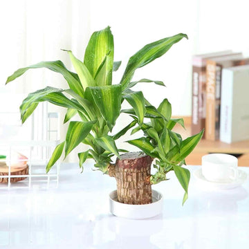 Brazilian Lucky Wood, Mini Home Plant Decorations	(Pack of 2)